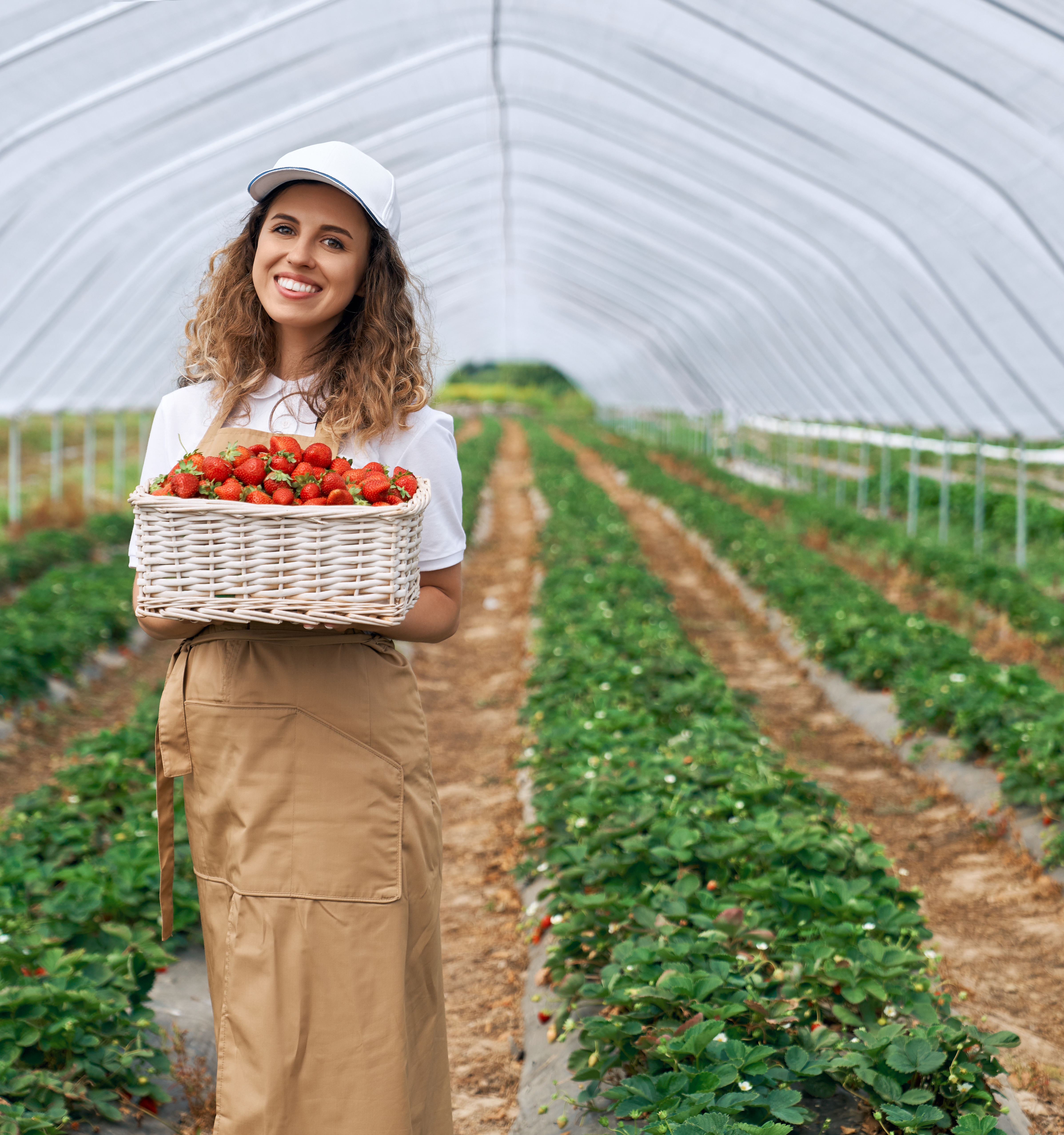 Strawberry farm 2